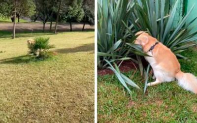 Cachorro-timido-arrumou-um-jeito-de-so-fazer-coco-escondido