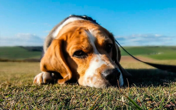 Cachorros cegos: como cuidar de um cachorro que est&aacute; perdendo a vis&atilde;o