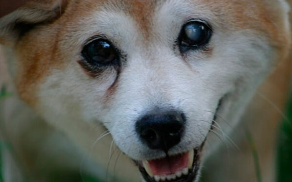 Cachorros cegos: como cuidar de um cachorro que está perdendo a visão