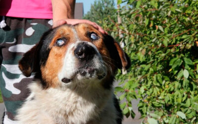 Cachorros cegos: como cuidar de um cachorro que está perdendo a visão
