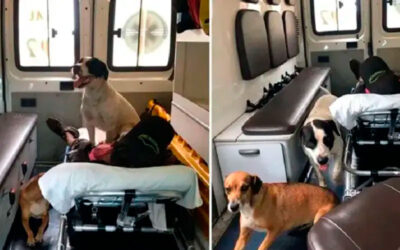 Cachorros insistem em viajar na ambulância para acompanhar seu tutor ao hospital