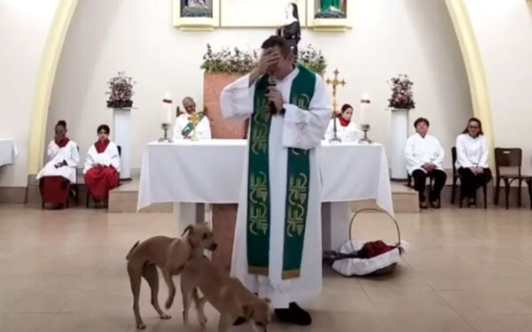 Cachorros-invadem-igreja-e-tentam-ate-acasalar-no-altar