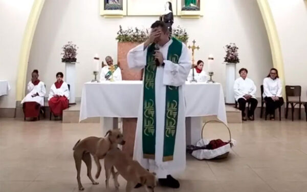 A reação do padre ao ver cachorros acasalando no altar: "O que é isso, meu Deus" Cachorros-invadem-igreja-e-tentam-ate-acasalar-no-altar