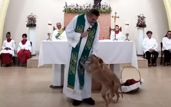 A reação do padre ao ver cachorros acasalando no altar: "O que é isso, meu Deus" Cachorros-invadem-igreja-e-tentam-ate-acasalar-no-altar