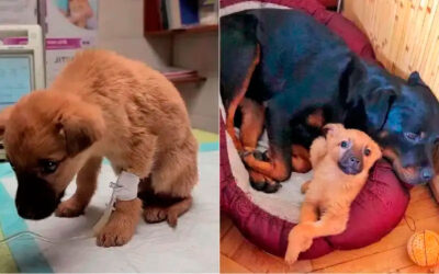 Cadela Rottweiler adota filhote de vira-lata caramelo como se fosse seu filho