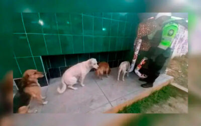Cães sem-teto fazem fila para se alimentar em comedouros feitos e instalados pela policia