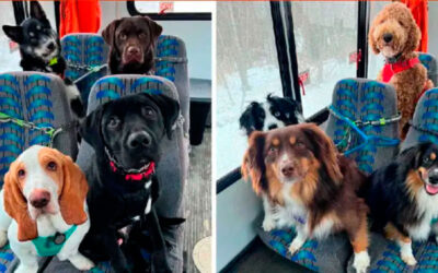 Casal-cria-onibus-para-levar-cachorros-do-bairro-para-passear