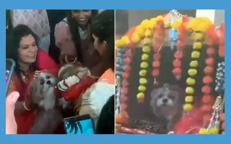 Cachorros se casam em festa de casamento luxuosa Casamento-de-cachorros-viraliza-nas-redes