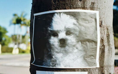 Confira 8 dicas de como achar um cachorro perdido