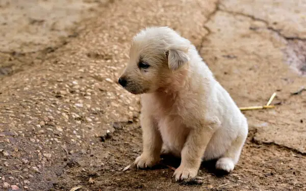 Dicas de como achar um cachorro perdido