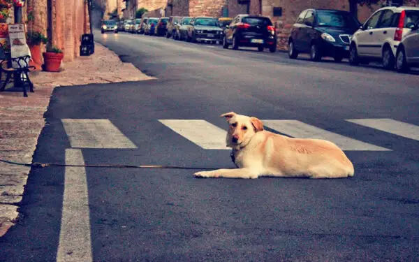 Dicas de como achar um cachorro perdido