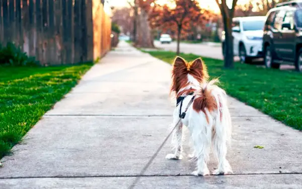 Dicas de como achar um cachorro perdido