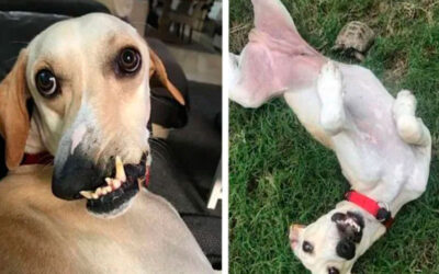 Discriminado pela aparência, cachorro se torna estrela nas redes sociais