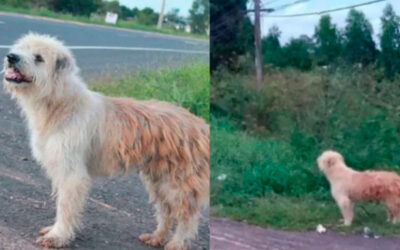 Este-cachorro-esperou-quatro-anos-para-reencontrar-sua-familia