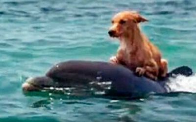 Golfinhos-salvam-cachorro-de-afogamento