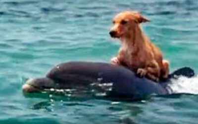 Golfinhos-salvam-cachorro-de-afogamento
