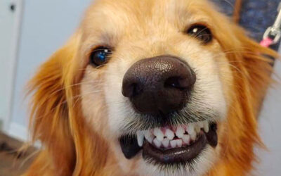 Homem insiste, adota e salva cachorro considerado agressivo devido seu costume de mostrar os dentes