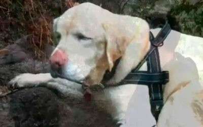 Homem-resgata-cachorro-cego-perdido-na-mata-por-8-dias-e-ainda-recusa-recompensa
