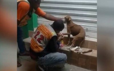 [VÍDEO] Homem trata cachorro ferido na rua e imagens viralizaram nas redes sociais