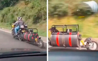 Jovem-casal-transforma-sua-moto-para-para-viajar-com-os-seus-cachorros