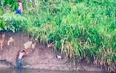 Jovens se jogam em um rio com crocodilos para resgatar um cachorrinho que ninguém queria salvar