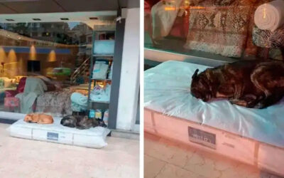 Loja de móveis deixa colchões na calçada para que cães de rua tenham um lugar para dormir