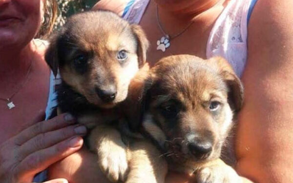 Motorista para para ajudar cachorra na estrada e tem uma bela surpresa