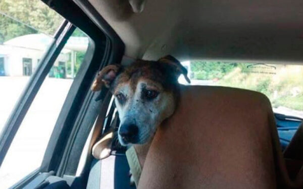 Motorista para para ajudar cachorra na estrada e tem uma bela surpresa