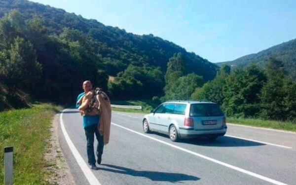 Motorista para para ajudar cachorra na estrada e tem uma bela surpresa