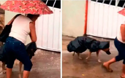 Mulher faz capas com sacolas plásticas para proteger o seu cachorrinho da chuva