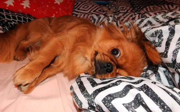 Mulheres dormem melhor na companhia de cachorros