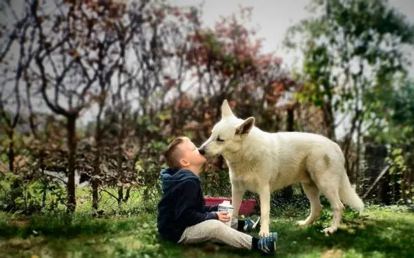 Perder um cachorro pode ser tão difícil quanto perder uma pessoa querida