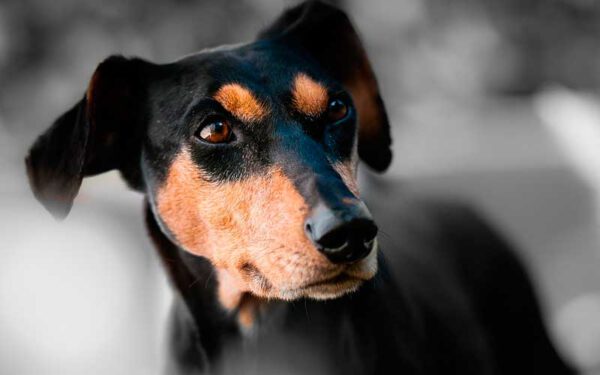 Os cachorros peidam? 