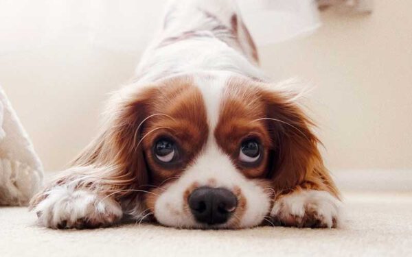 Os cachorros peidam? Os cachorros peidam?