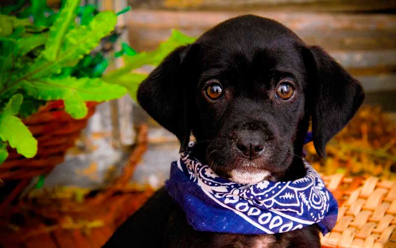 Por que meu cachorro fica me encarando? 