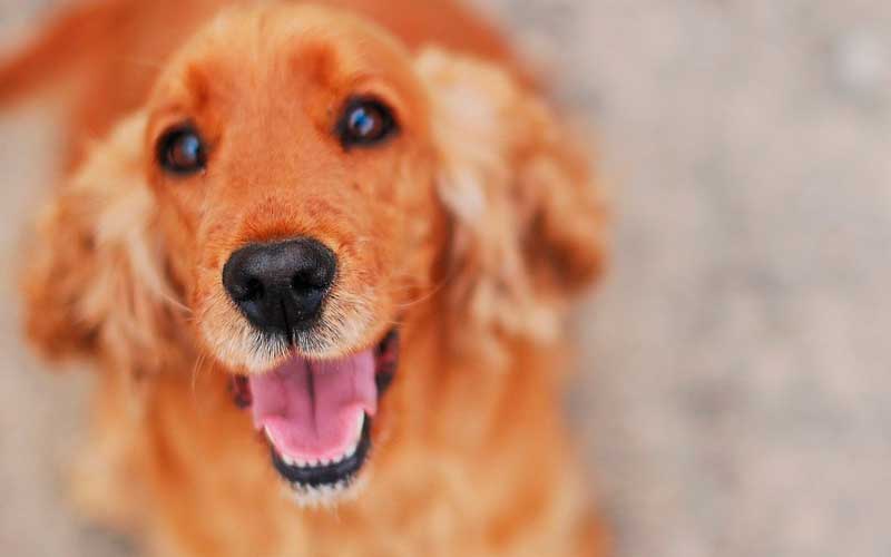 Por-que-os-cachorros-ficam-encarando-os-tutores