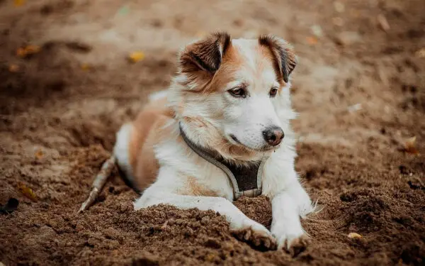 Por que os cachorros se escondem antes de morrer?