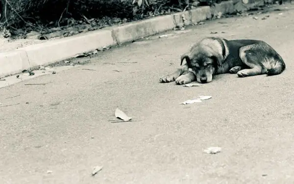 Por que os cachorros se escondem antes de morrer?