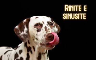 Rinite e sinusite em cachorros – Causas, sintomas e tratamento