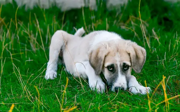 Rinite e sinusite em cachorros - Causas, sintomas e tratamento