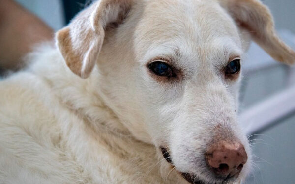 Rinite e sinusite em cachorros - Causas, sintomas e tratamento