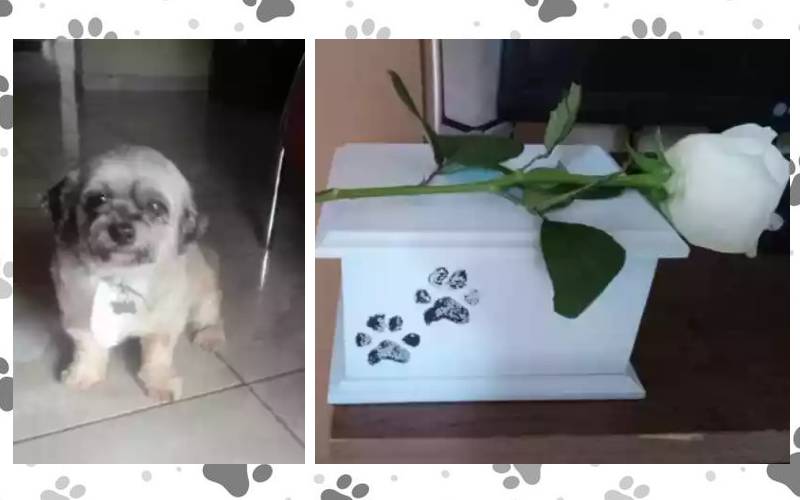 Tutora deixa cachorro no salão e recebe de volta o animal cremado Tutora-deixa-cachorro-no-salao-e-recebe-de-volta-o-animal-morto