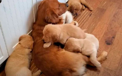 Um-pai-golden-retriever-reclama-enquanto-tem-que-cuidar-de-todos-os-seus-filhotes