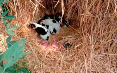 Uma cadela e seus filhotes protegeram menina recém-nascida abandonada