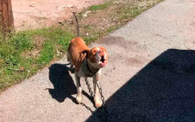 cachorra-esta-tao-feliz-depois-de-libertada-das-correntes-pesadas-que-mantinham-ela-presa