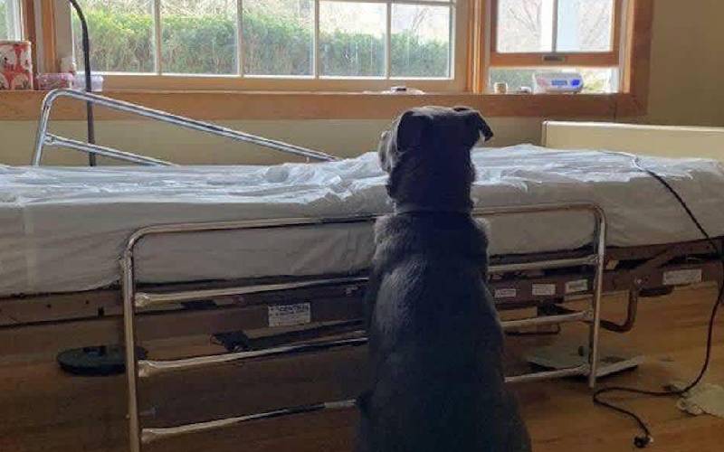 Cachorro leal continua esperando no leito do hospital, sem perceber que o homem se foi para sempre cachorro-leal-continua-esperando-o-tutor