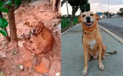 cachorro que passava os dias amarrado e sem comer, hoje ele é o mais amado