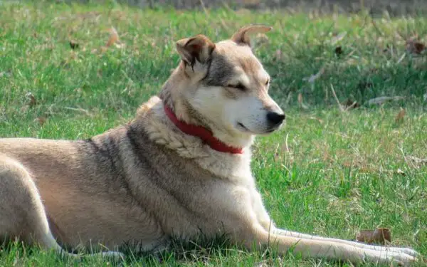 Os cachorros conseguiriam sobreviver sem os humanos? 