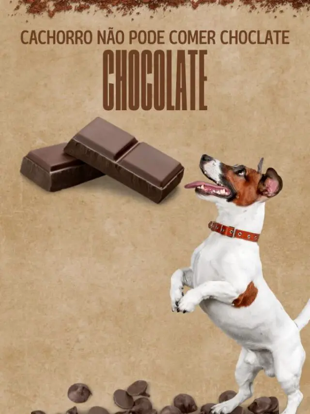 Por que os cachorros não podem comer chocolate?