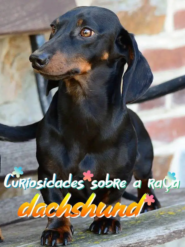 09 curiosidades da raça dachshund